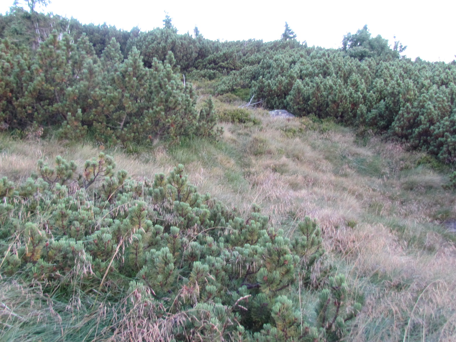 Donat Weg
